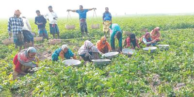 আলুর উৎপাদন বাড়লেও দাম কমায় বিপাকে চাষি